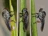 Ommatius sp.